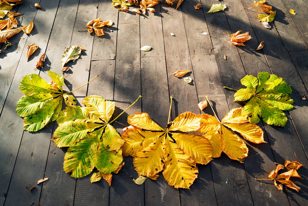 Feuilles de châtaignier jaune d'automne sur le sol en bois .Elagin île. Saint-Pétersbourg
. - Photo, image