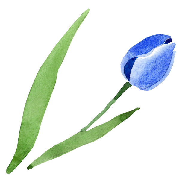 Blue tulip floral botanical flowers. Watercolor background illustration set. Isolated tulips illustration element. - Фото, изображение