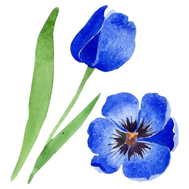 Blaue Tulpe mit botanischen Blüten. Aquarell Hintergrundillustration Set. isolierte Tulpen Illustrationselement. - Foto, Bild