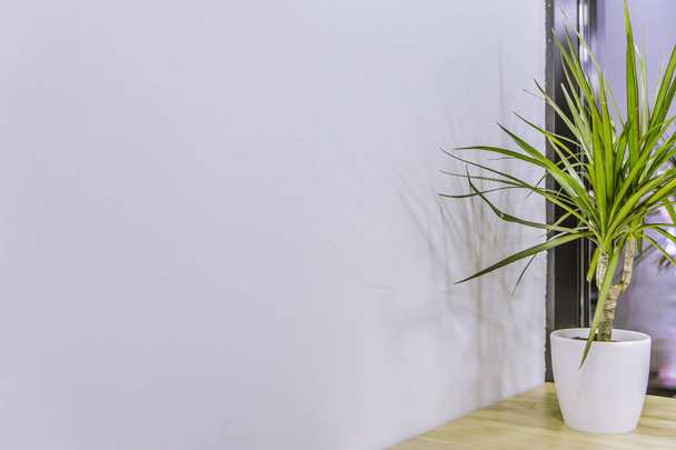 Ahşap ofis masası yüzeyinde yeşil bitki vazosu süsleme nesnesi olan beyaz duvar iç planı, metnin için boş kopya alanı   - Fotoğraf, Görsel