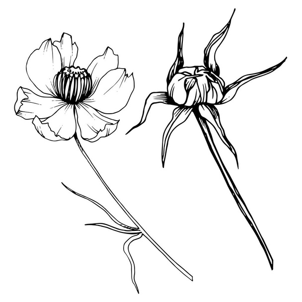 Vektör Cosmos çiçek botanik çiçekler. Siyah ve beyaz oyulmuş mürekkep sanatı. Yalıtılmış cosmea illüstrasyon öğesi. - Vektör, Görsel