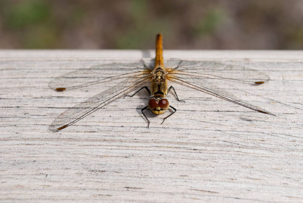 libélula dorada con alas transparentes mirando a la cámara
 - Foto, imagen