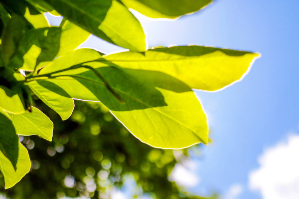 Giovane ramo verde con foglie su uno sfondo di cielo blu
. - Foto, immagini