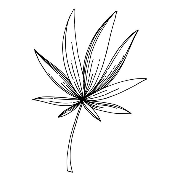 Vector Exotic tropical hawaiian summer. Black and white engraved ink art. Isolated leaves illustration element. - Vektori, kuva