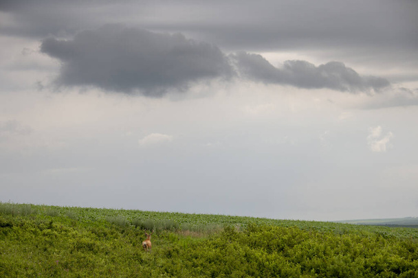 Prairie Storm Nubes Canadá
 - Foto, imagen