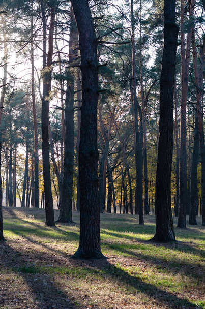 Baumstämme im Gegenlicht eines herbstlichen Parks. die Sonnenstrahlen, die durch die Bäume strömen. Schatten von hohen Kiefern - Foto, Bild