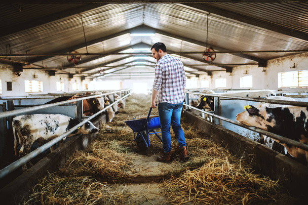 Rear view of handsome caucasian farmer in jeans and plaid shirt pushing wheelbarrow with hay and looking at calves. Stable interior. - Photo, Image