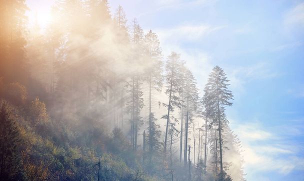 Δάσος ελάτης με πυκνή ομίχλη και ηλιαχτίδες στην αυγή.  - Φωτογραφία, εικόνα