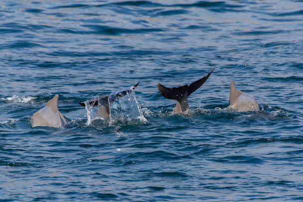 Индо-тихоокеанская семья горбатых дельфинов (sousa chinensis) показывает хвостовой плавник в Мусандаме, Оман близ Хасаба во фьордах, прыгающих и выпрыгивающих из воды на лодках Dhow Boats
. - Фото, изображение