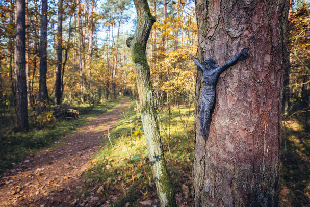 Bosque de Kampinos en Polonia
 - Foto, imagen