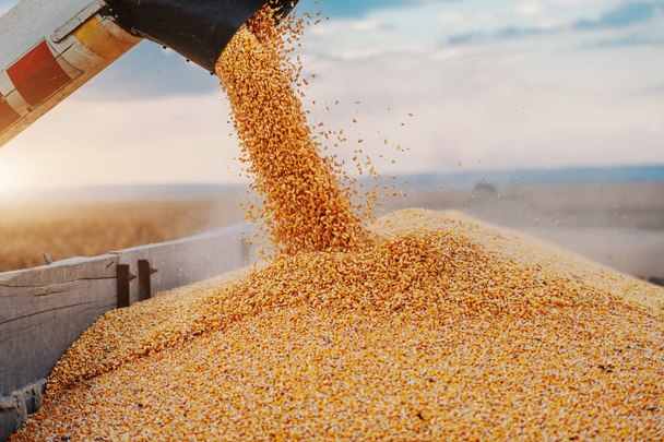 Máquina para separar granos de maíz trabajando en campo y llenando remolque tractor con maíz. Tiempo de otoño. Concepto de cría
. - Foto, imagen