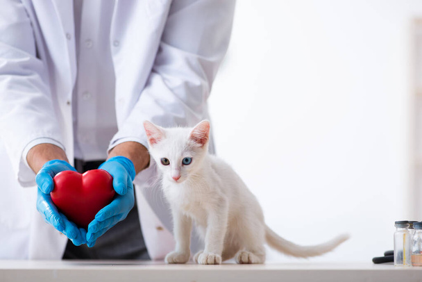 Молодой врач осматривает больную кошку
 - Фото, изображение