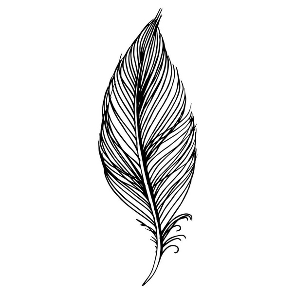 Vector bird feather from wing isolated. Black and white engraved ink art. Isolated feather illustration element. - Vector, Image