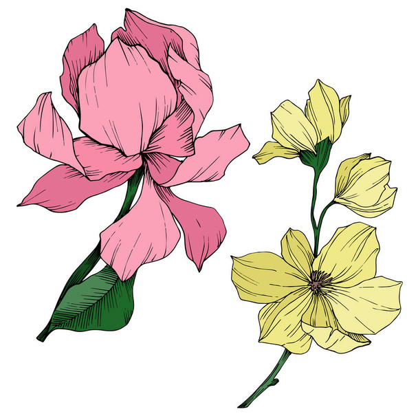 Vector Magnolia flores botânicas florais. Tinta gravada a preto e branco. Elemento de ilustração de magnólia isolada
. - Vetor, Imagem