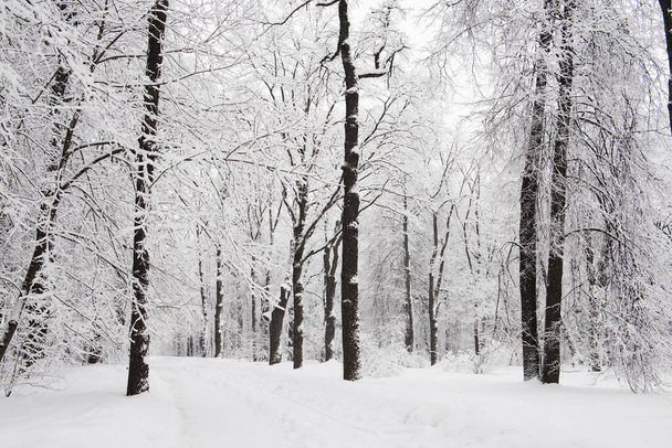 Forest trees are abundantly covered with fluffy snow in cloudy weather. - Foto, Imagem