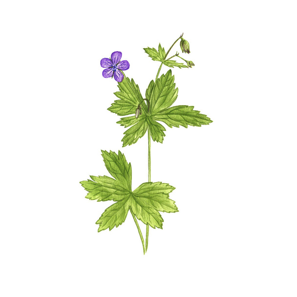 meadow geranium flower, drawing by colored pencils - Photo, image
