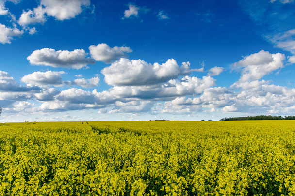 Beautiful yellow rapeseed field. Beautiful sky over the field - Photo, image
