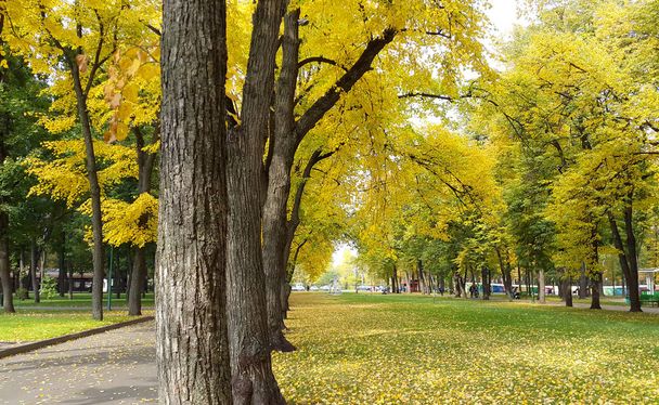 Восени жовті дерева і жовте листя на галявині в міському парку - Харків / Україна 2019 - Фото, зображення