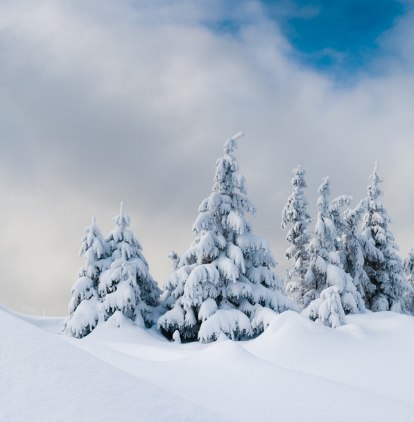 winter trees - Photo, Image