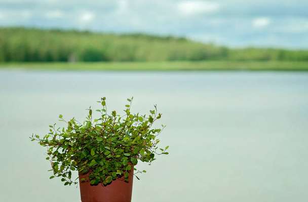 Μια χαλαρή και συναισθηματική σκηνή σε ένα μπαλκόνι με ένα φυτό σε ένα t - Φωτογραφία, εικόνα