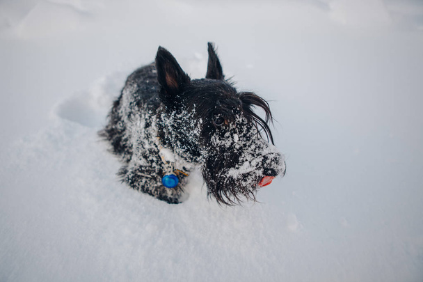 El terrier escocés posa en la nieve
 - Foto, Imagen