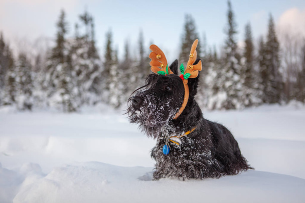 Schottischer Terrier posiert im Schnee - Foto, Bild