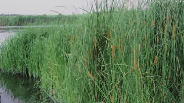 on a summer sunny day, a beautiful yellow-green reed plant sways easily in the wind - 映像、動画