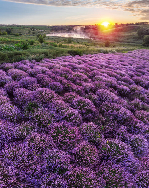 Színes virágzó lavandula vagy levendula mező a hajnali fényben - Fotó, kép