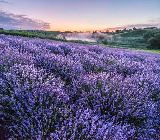 Värikäs kukinnan lavandula tai laventeli kentän aamunkoitteessa - Valokuva, kuva
