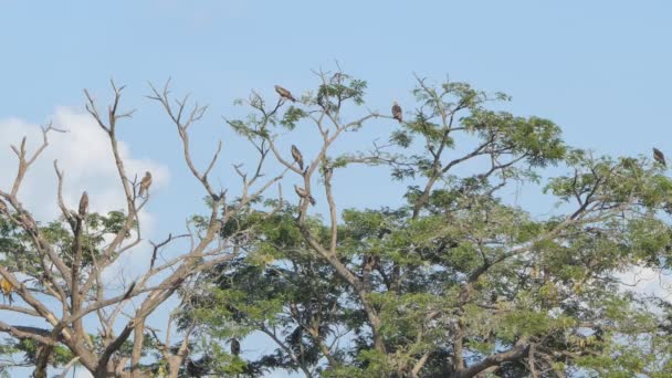 Vörös vállú Sólyom ülőrúd a trópusi esőerdőben. - Felvétel, videó