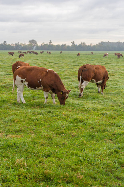 καφέ και λευκό βοοειδή σε μια καταπράσινη καλοκαιρινής βοσκής στα Ολλανδικά πεδίο - Φωτογραφία, εικόνα