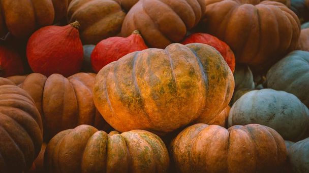 A beautiful low angle shot of many colorful pumpkins after the harvest - 写真・画像