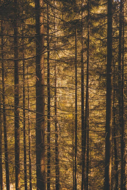 A vertical shot of a forest full of beautiful tall trees - Foto, afbeelding