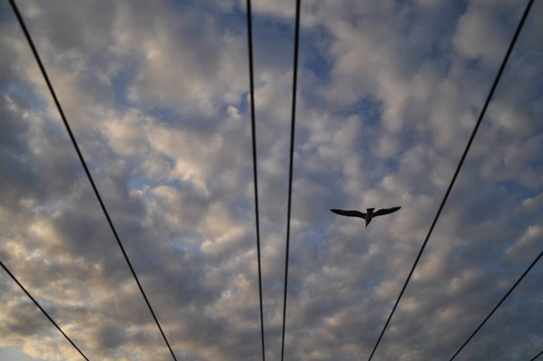 A low angle shot of a bird flying over wires with a cloudy sky in the background - Foto, immagini