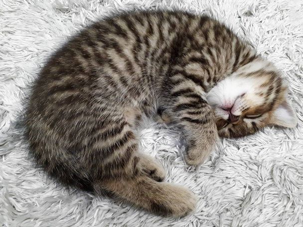 o gatinho dorme em um cobertor quente cinza macio / xadrez / tapete
 - Foto, Imagem