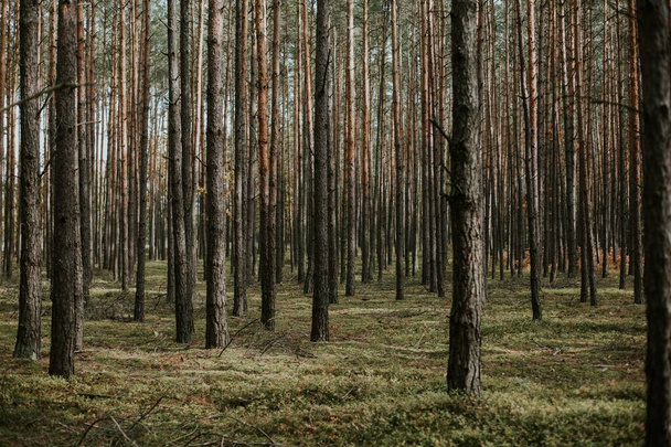 A beautiful low angle shot of a forest with tall dry trees growing in the ground with fresh grass - Fotografie, Obrázek