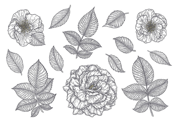 Rose flower hand drawn in lines. Black and white monochrome graphic doodle elements. Isolated vector illustration, template for design - Vettoriali, immagini
