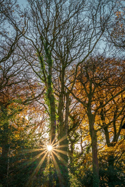A vertical shot of the sun shining over a yellow autumn forest - Foto, immagini