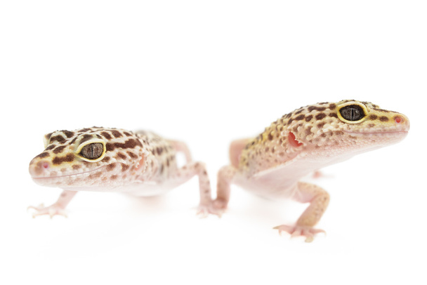 Leopard gecko - Φωτογραφία, εικόνα