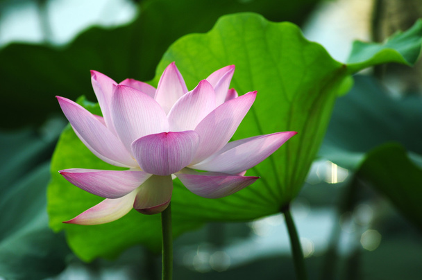 Lotus flower and plant - Foto, Imagen