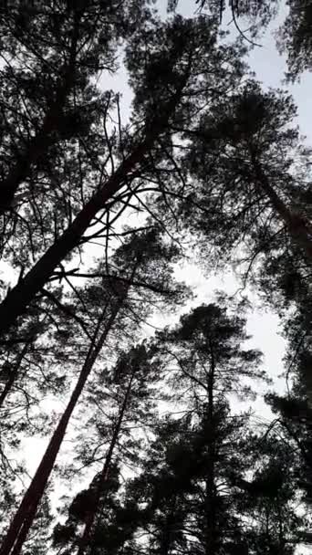 borovice na pozadí modré oblohy - Záběry, video