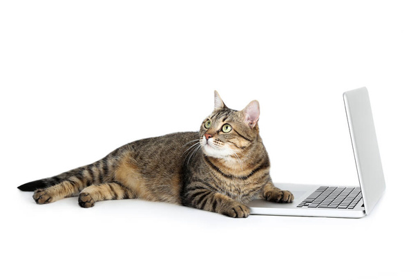Beautiful cat with laptop computer lying on white background - Fotoğraf, Görsel