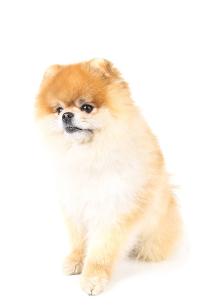 Pomeranian dog isolated on white background - Fotó, kép