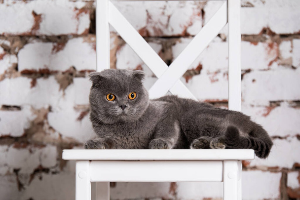 Relaxed domestic cat at home - Fotó, kép