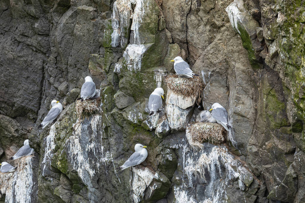 Seagulls nesting on cliffs of Mykines, Faroe Islands. - Zdjęcie, obraz