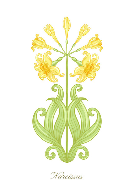 Narcissus color illustration - Vector, afbeelding