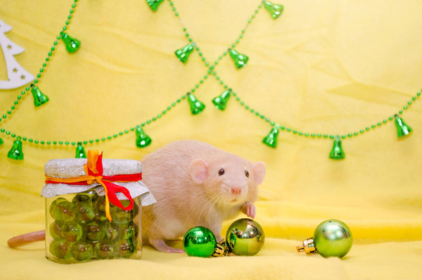 Коричневая крыса Дамбо с милыми ушами сидеть возле новогодней банки подарка на желтом фоне с рождественскими шарами и колокольчиками, 2020 год
 - Фото, изображение
