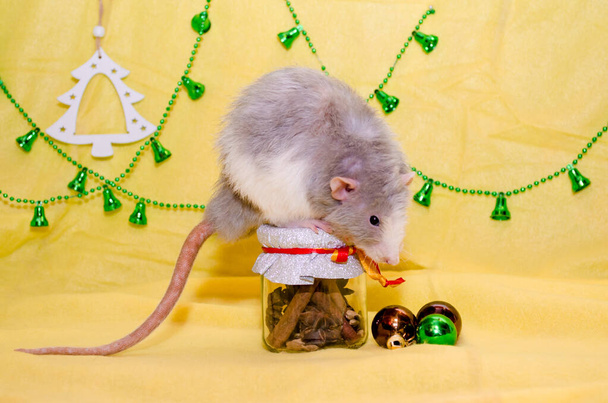 Longhair blaze dumbo grigio carino ratto si siede sul barattolo regalo di Capodanno su sfondo giallo, simbolo del 2020
 - Foto, immagini