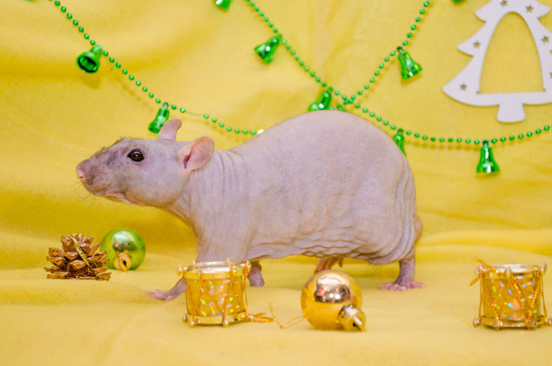 Лысая серая крыса сидит рядом с новогодними подарочными коробками на желтом фоне с елкой и золотыми колоколами, символом 2020 года
 - Фото, изображение