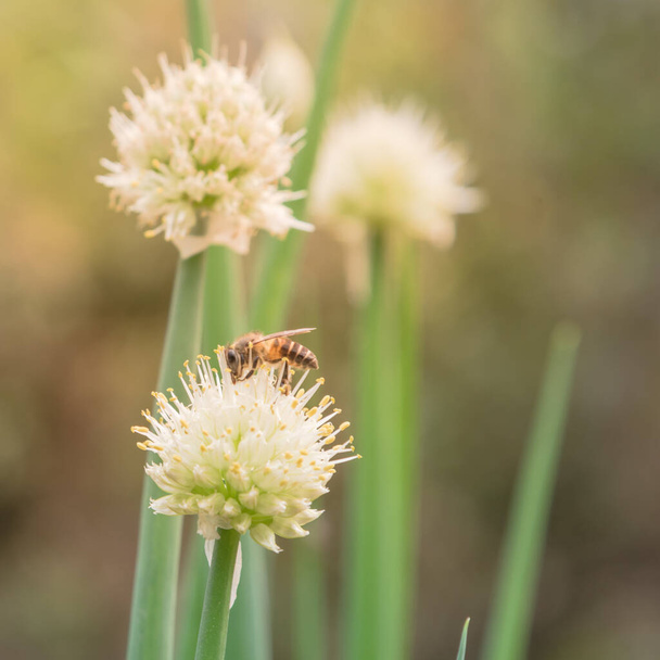 emsige Biene auf Bio-Schalotten blüht im ländlichen Garten im Norden Vietnams - Foto, Bild